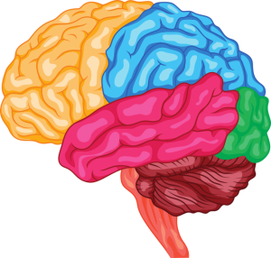 gehirn ilu thinkst.eps.ai